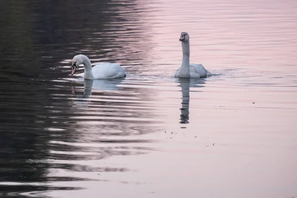 Дві красиві лебеді на воді . — стокове фото