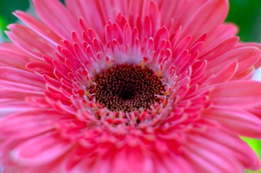 Pembe bir Gerbera çiçeğine yaklaş