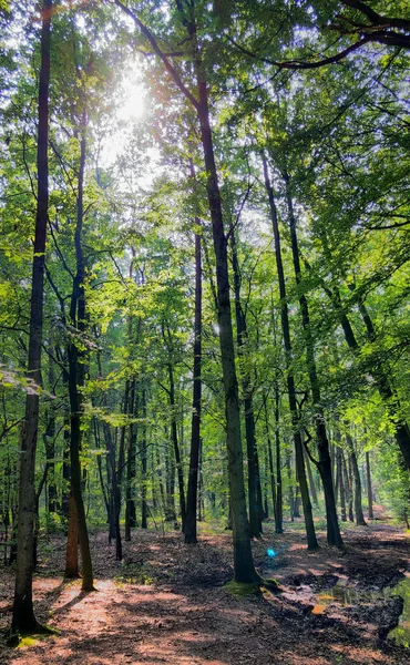 Tall trees with green leaves along forest path — Stock Photo, Image