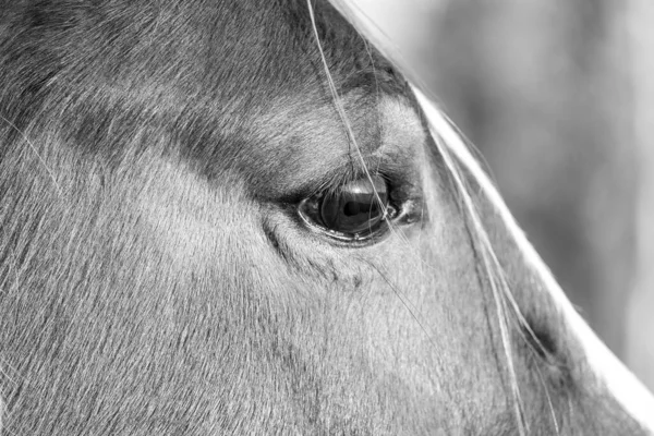 Portret konia Koncentrując się na jednym brązowym oku — Zdjęcie stockowe