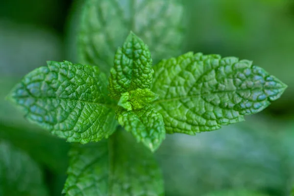 Mint segar di taman. Hijau mint menutup. Bau mint untuk teh. — Stok Foto