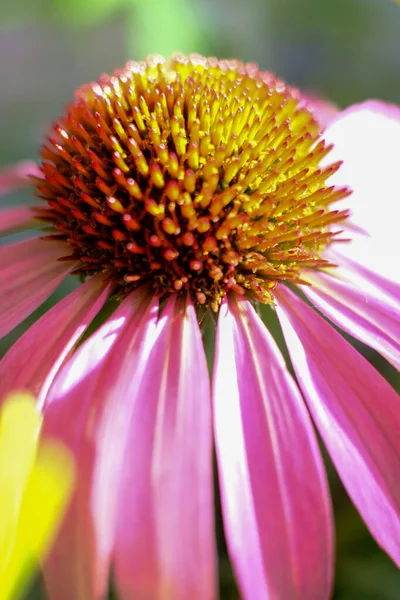 Szczelnie purpurowy coneflower, Echinacea purpurea, kwitnący w ogrodzie — Zdjęcie stockowe