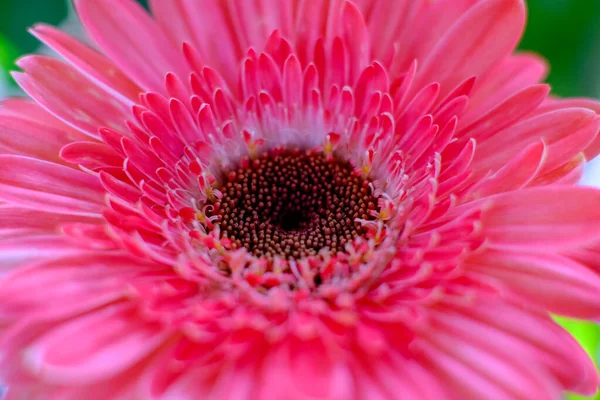 Close up de uma flor de gerbera rosa — Fotografia de Stock