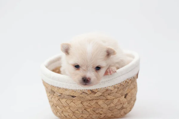 Pomeranian spitz cachorro. — Foto de Stock