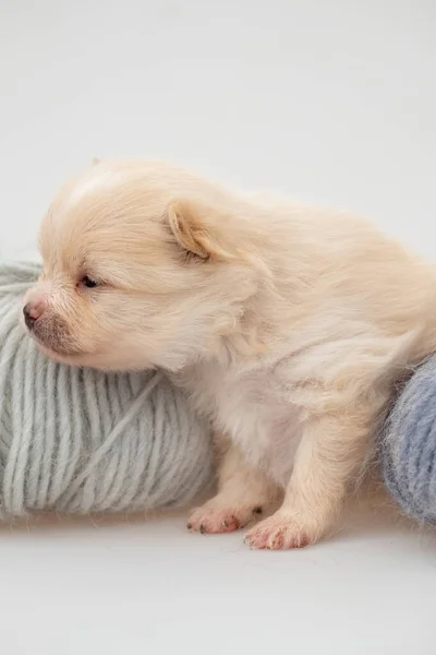 Pomeranian κουτάβι σπιτζ. — Φωτογραφία Αρχείου