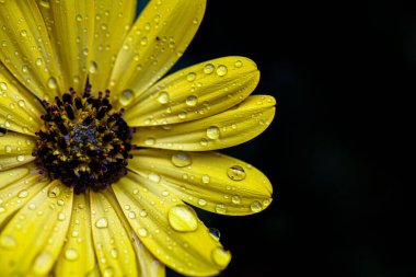 Sarı papatya çiçeğinin yapraklarında şeffaf yağmur damlaları. Güneşte yakından çekilmiş.