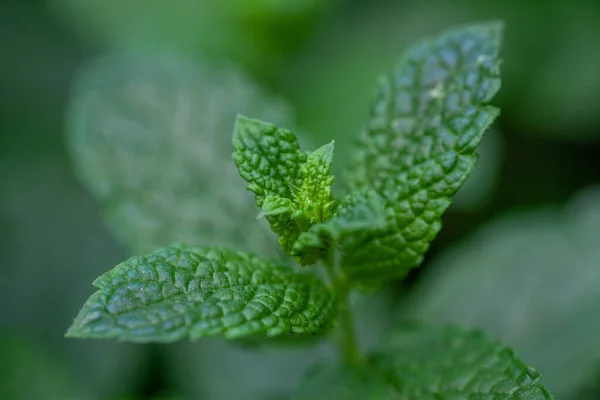 Mint segar di taman. Hijau mint menutup. Bau mint untuk teh. — Stok Foto