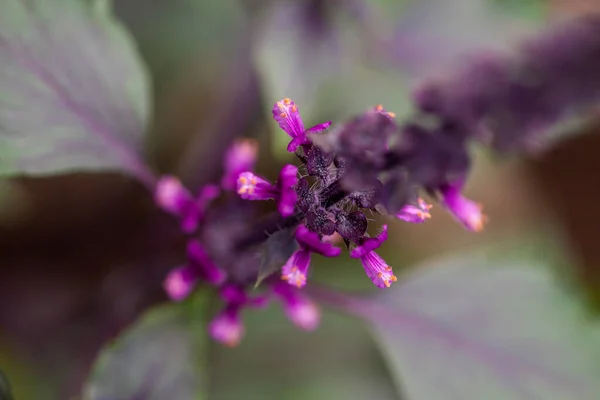 Świeże czerwone kwiaty ziół bazylii na naturalnym tle. Fioletowy czarny Opal Basil — Zdjęcie stockowe