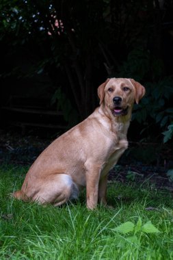 Sarı labrador Retriever 'ın yakın görüntüsü, bir parkta ya da bahçede yeşil çimlerde oturuyor, yukarı bakıyor, köpek tasması, güneş tarafından aydınlatılıyor, bulanık arka plan, dikey görüntü