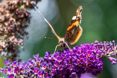 Kızıl Amiral Vanessa Atalanta, Buda çiçeğindeki kelebekler ya da kelebek çalıları