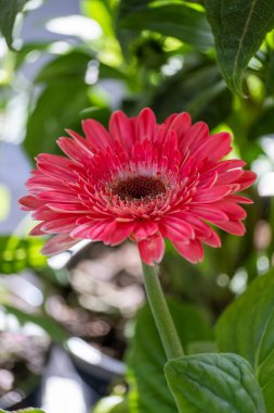 Pembe bir Gerbera çiçeğine yaklaş
