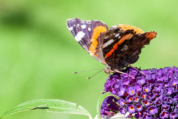 Amiral rouge, Vanessa atalanta, papillons sur une fleur de Buddleja ou un buisson de papillons — Photo