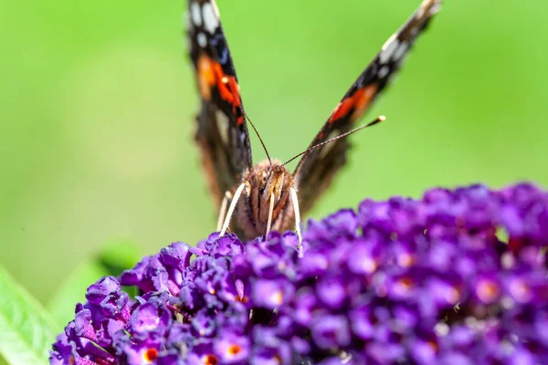 Red Admiral, Vanessa atalanta, πεταλούδες στο λουλούδι Buddleja ή πεταλούδα θάμνος — Φωτογραφία Αρχείου