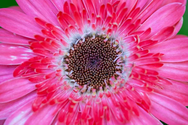 Close up de uma flor de gerbera rosa — Fotografia de Stock