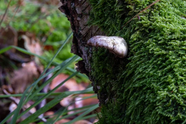 Grzyb w jesiennym lesie rosnący na krze mchu wypełnionego drzewem — Zdjęcie stockowe