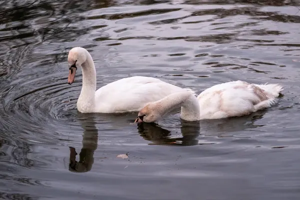 Dois belos cisnes na água. — Fotografia de Stock