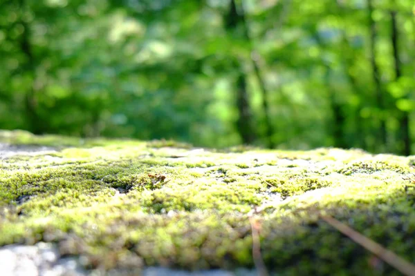 Feche o tiro macro Luz suave a Moss em raízes de árvore, ramo e logue em uma floresta verde ou musgo em tronco de árvore. Casca de árvore com musgo verde. — Fotografia de Stock