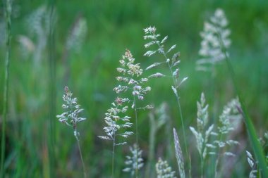 Taze yaz sabahında çimenler