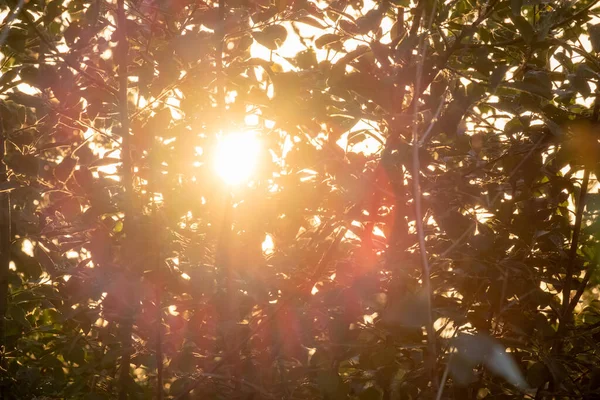 Сонячний весняний ранок у листяних лісах, де сонячні промені проходять через молодий яскраво-зелений лист високих старих дерев — стокове фото
