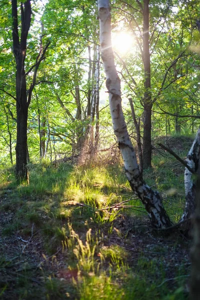 Mañana soleada de primavera en el bosque caducifolio donde los rayos del sol pasan a través del follaje verde brillante joven de los árboles viejos altos — Foto de Stock