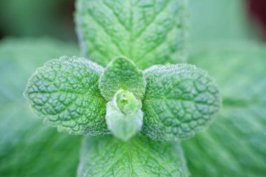 Bahçede taze nane. Yeşil nane şekeri yakın plan. Çay için nane kokulu..