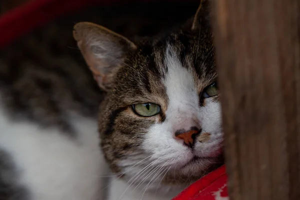 Close up retrato de um gato branco e tabby com olhos verdes em uma almofada vermelha — Fotografia de Stock