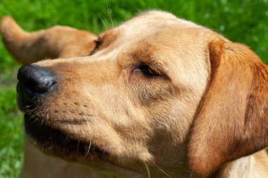 Labrador Retriever 'ın portresi yüzüne yakın bir şeye bakıyor..