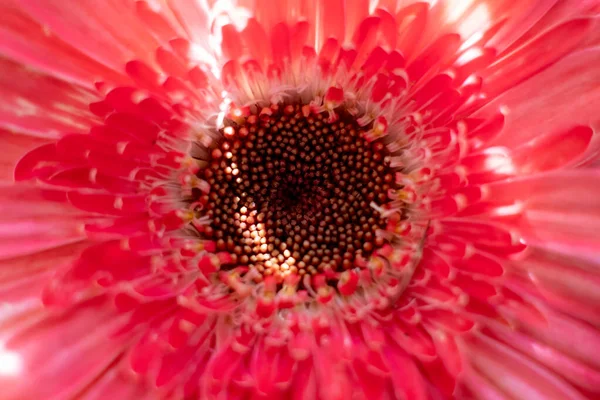 Close up de uma flor de gerbera rosa — Fotografia de Stock