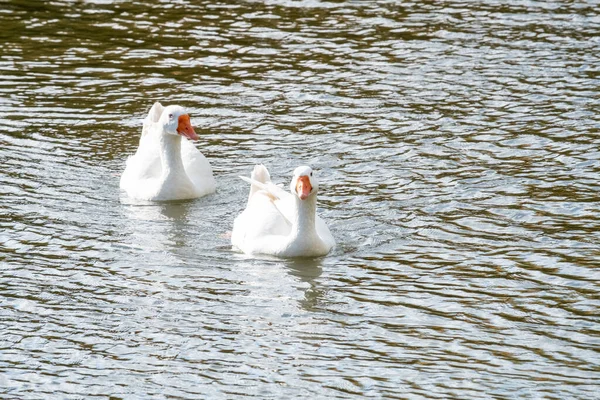 Gansos brancos na água. — Fotografia de Stock