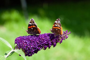 Two red Admiral, Vanessa atalanta, butterflies on Buddleja flower or butterfly bush clipart