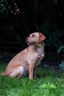 Sarı labrador Retriever 'ın yakın görüntüsü, bir parkta ya da bahçede yeşil çimlerde oturuyor, yukarı bakıyor, köpek tasması, güneş tarafından aydınlatılıyor, bulanık arka plan, dikey görüntü
