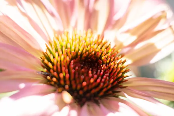 Close up de coneflower roxo, Echinacea purpurea, florescendo em um jardim — Fotografia de Stock