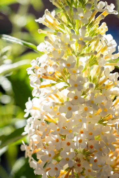Bílá Bougainvillea nebo injekční stříkačky, kvetoucí v létě.místní květiny — Stock fotografie