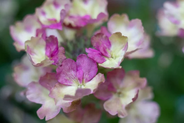 Linda variedade de hortênsia paniculata florescendo no jardim de verão — Fotografia de Stock