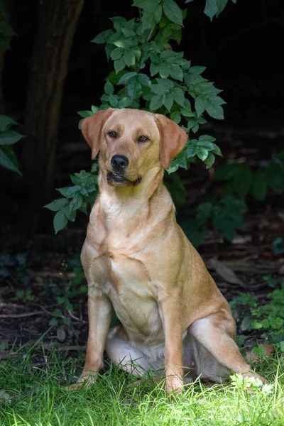 Közelkép arany barna labrador retriever, ül a zöld fű egy parkban vagy kertben, felnéz, kutya gallér, világít a nap, homályos háttér, függőleges kép — Stock Fotó