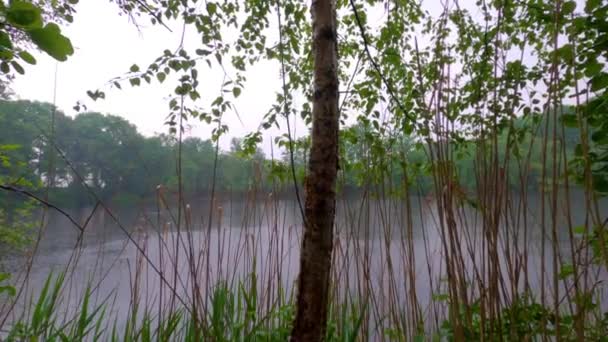 Zöld tó természet táj erdő az esőben háttér — Stock videók