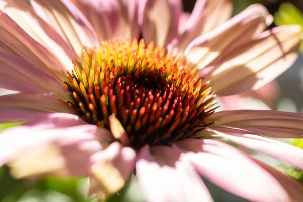 Primer plano de coneflower púrpura, Echinacea purpurea, floreciendo en un jardín Imágenes de stock libres de derechos