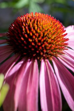 Mor koni çiçeğine yakın, Echinacea purpurea, bir bahçede çiçek açıyor.