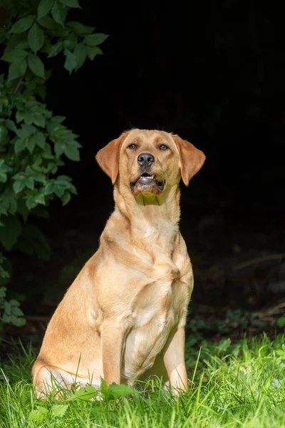 Close up imagem de ouro marrom labrador retriever, sentado na grama verde em um parque ou jardim, olhando para cima, colar de cão, iluminado pelo sol, fundo embaçado, imagem vertical — Fotografia de Stock