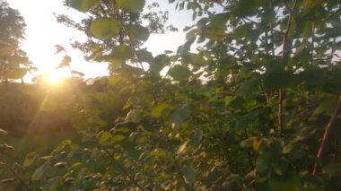 Ormanın çatısından gelen güneş ışınları. Orman ağacı taçlanıyor ve ışık yere düşüyor..
