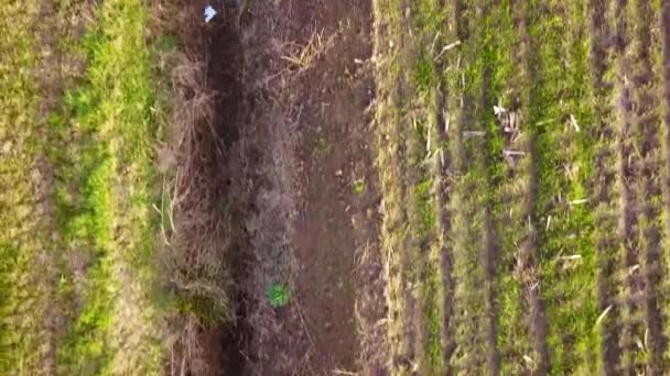 Fileiras infinitas de culturas em terras agrícolas, drones aéreos disparados — Vídeo de Stock