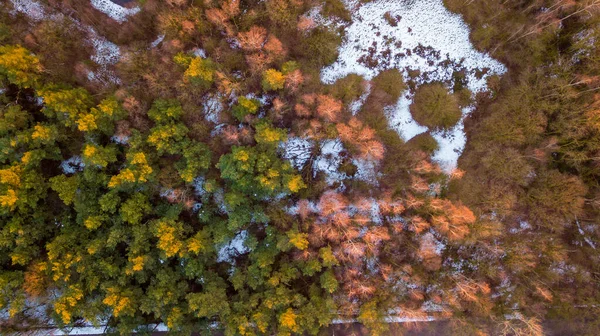 Güneşli bir günde kardaki çam ormanının hava manzarası, insansız hava aracı — Stok fotoğraf