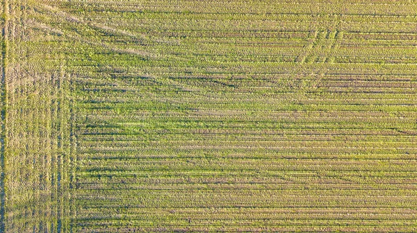 Campo geométrico Arial view — Fotografia de Stock