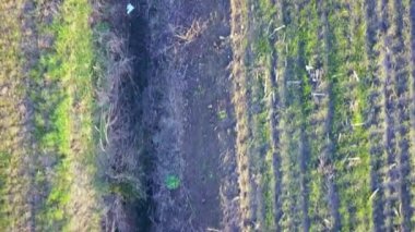 Tarlalarda bitmeyen ekinler, insansız hava aracı görüntüleri.