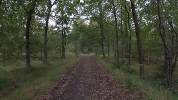 Прогулка по осеннему лесу POV slomo — стоковое видео