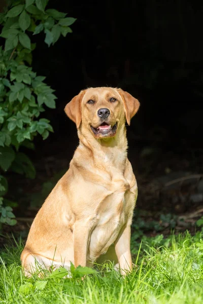Close up imagem de ouro marrom labrador retriever, sentado na grama verde em um parque ou jardim, olhando para cima, colar de cão, iluminado pelo sol, fundo embaçado, imagem vertical — Fotografia de Stock