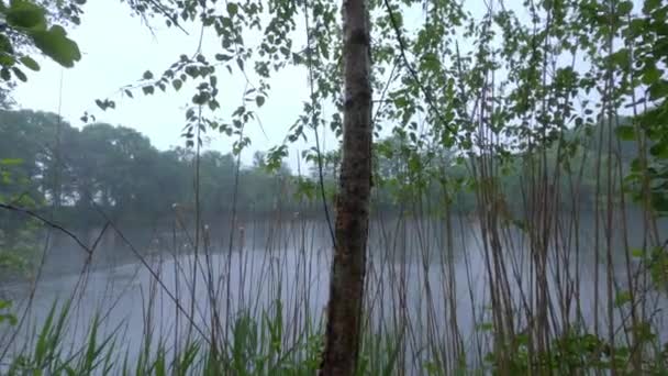 雨の背景に緑の湖自然景観の森 — ストック動画