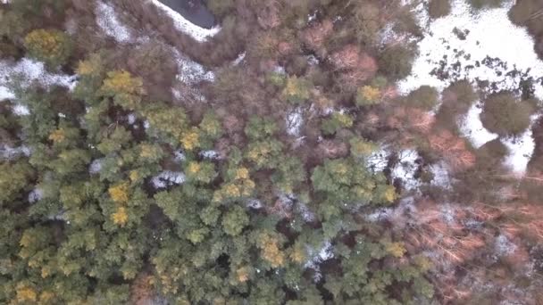 鳥の目は地面に雪のある森のドローンを見る. — ストック動画