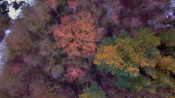 Birds eye view drone shot of a forest with some snow on the ground. — Stock Video