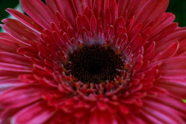 Pembe bir Gerbera çiçeğine yaklaş